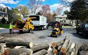 How Our Tree Care Process Works  in  Davis, CA