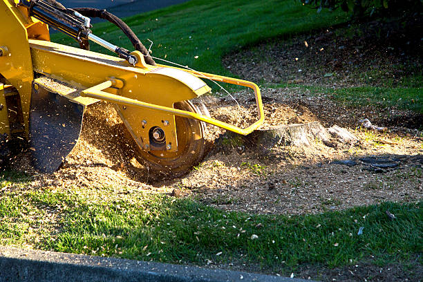 Best Tree and Shrub Care  in Davis, CA