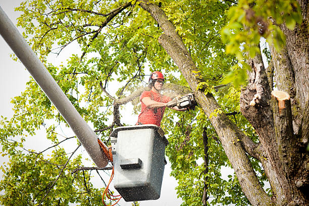 Best Arborist Consultation Services  in Davis, CA